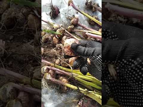 Video: Čebulice Gladiolov Odstranimo Za Shranjevanje