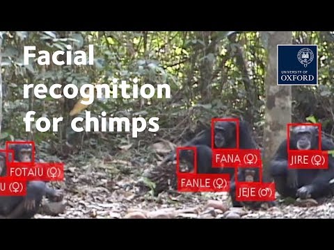 Facial recognition – for chimps