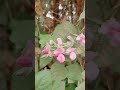 kemiti achi flower 💮💮