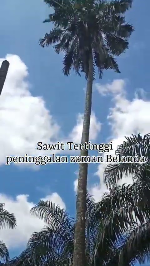 #shorts | Sawit tertinggi peninggalan zaman Belanda perkiraan di tanam thn 1932๐ด#petani#sawit#viral