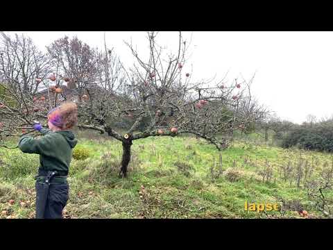 Apple tree renovation pruning Timelapse 🍎🌳