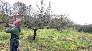Apple tree renovation pruning Timelapse 🍎🌳