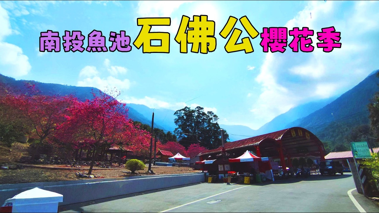 【南投魚池石佛公櫻花季】【悠閒生活】南投魚池櫻花|魚池石佛公櫻花|南投賞櫻景點|石佛公歷史|南投廟宇櫻花|南投春天景點推薦