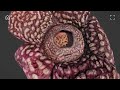 【植物デジタル体験会】植物図鑑デモ