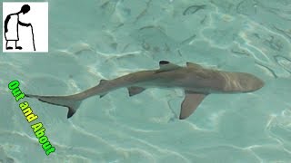 Black Tipped Reef Sharks I think  - June 2013