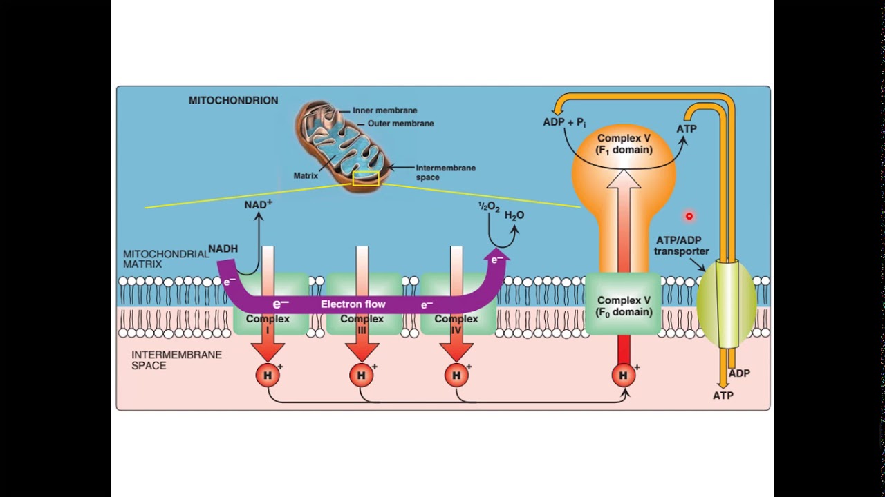 ETC and ATPase
