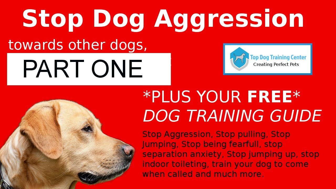 training dog aggression towards other dogs