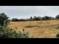 Kudu Walk and Stalk Bow Hunt