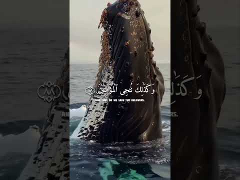 حالات واتس قران كريم بصوت جميل قران حالات واتس حالات واتساب قران راحه نفسيه تصميم