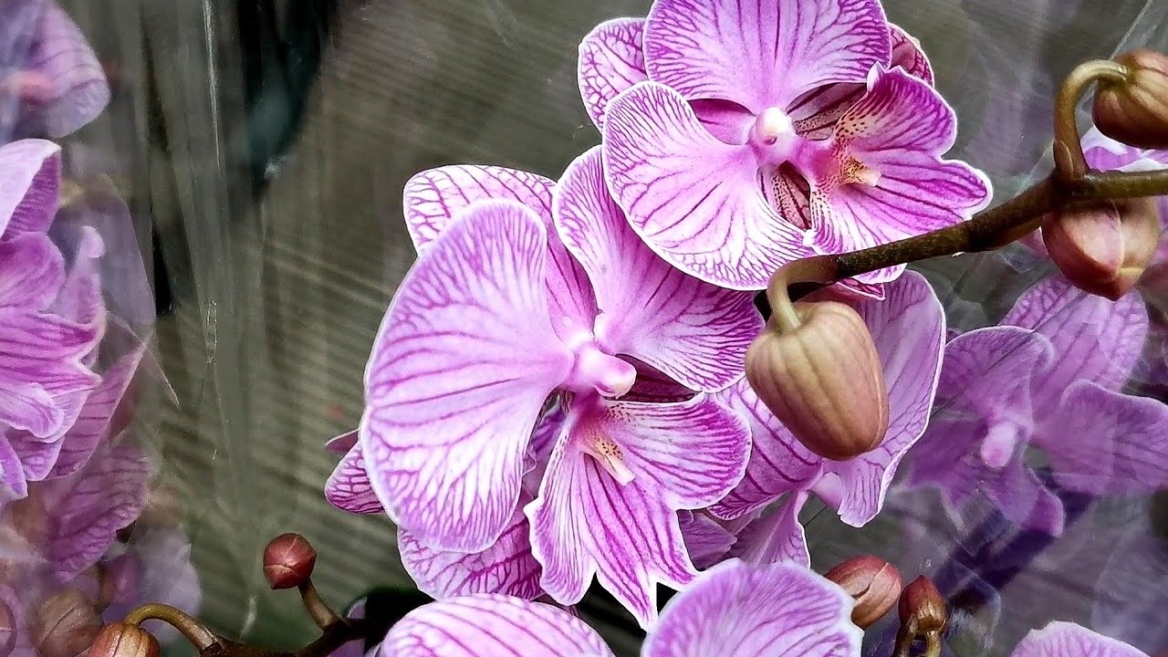 Орхидеи уценка. Уцененные орхидеи. Майн шоу орхидеи.