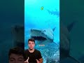 Esse é o predador mais tranquilo dos mares #tubarão #mar #oceano