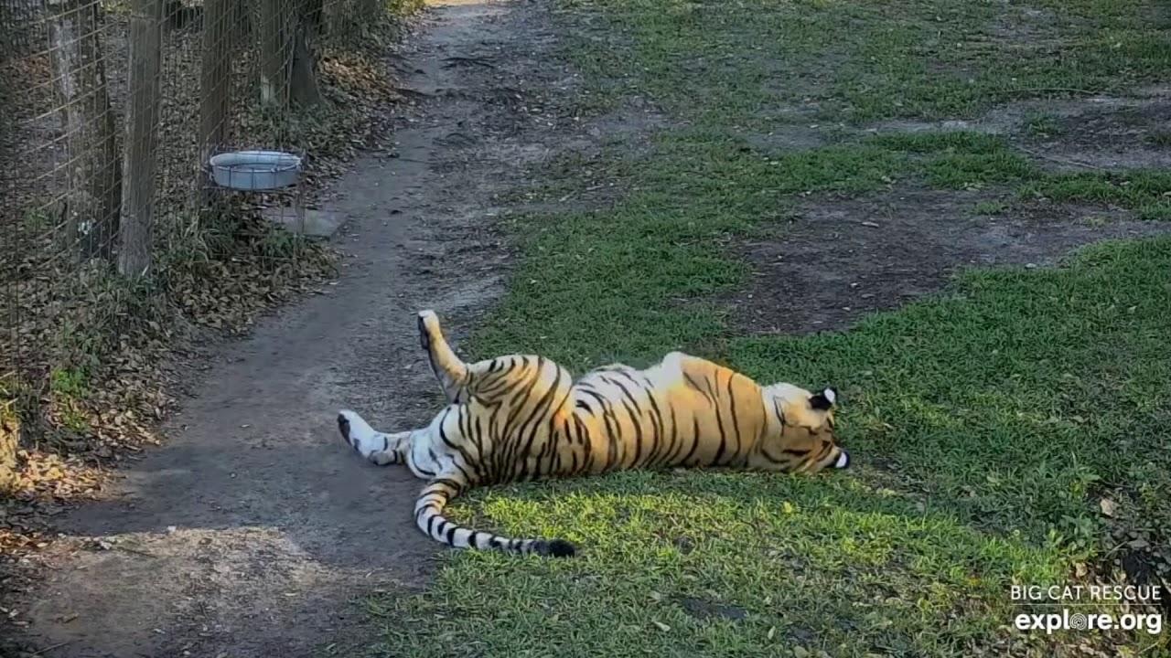 Ahhh! Finally Caturday! Dutchess at Big Cat Rescue YouTube