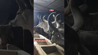 Three superstar// boro sing// aksathe 3 te #cow #bull #animals #cowmilk #dairyproducts