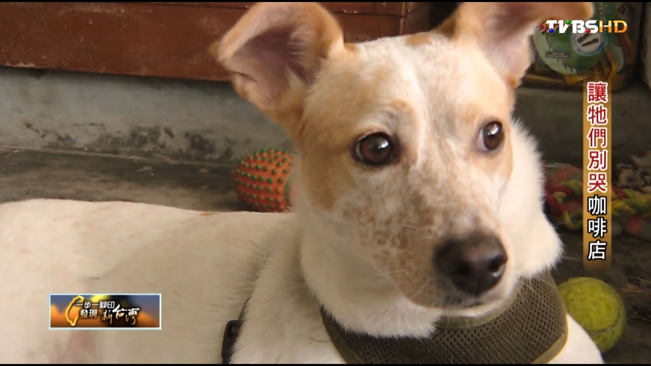 流浪動物咖啡店 讓牠們別哭泣 TVBS一步一腳印 20161002 (3/4)