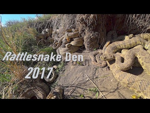 Rattlesnake Den in 4K