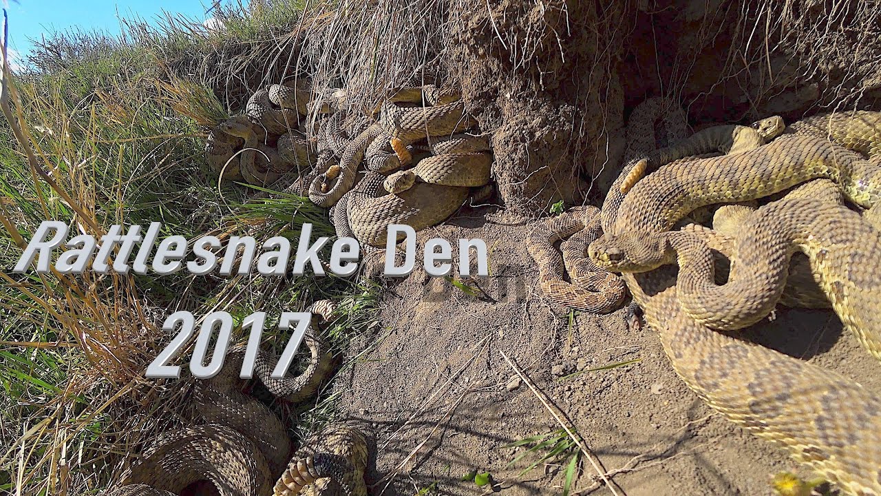Rattlesnake Den in 4K