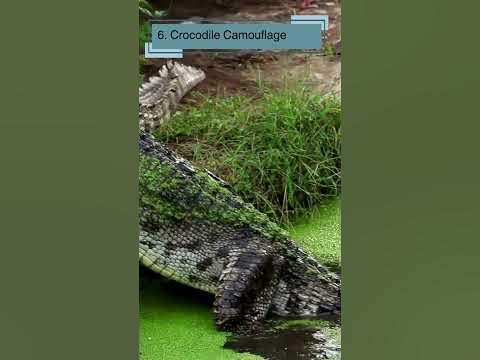 Crocodile: 10 Awesome Facts for Curious Kids - YouTube