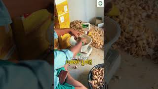 Kodaikanal Malai poondu #kodaikanalgarlic #garlicbenefits #healthyfood #malaipoondu #organic