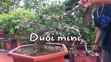 KTBS || Cắt tỉa cây duối cảnh mini dáng siêu