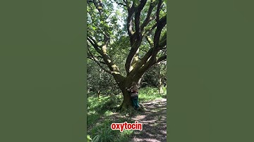 When you hug a tree…  #nature #treehugger #nature #mindfulness #slowdown #hormones