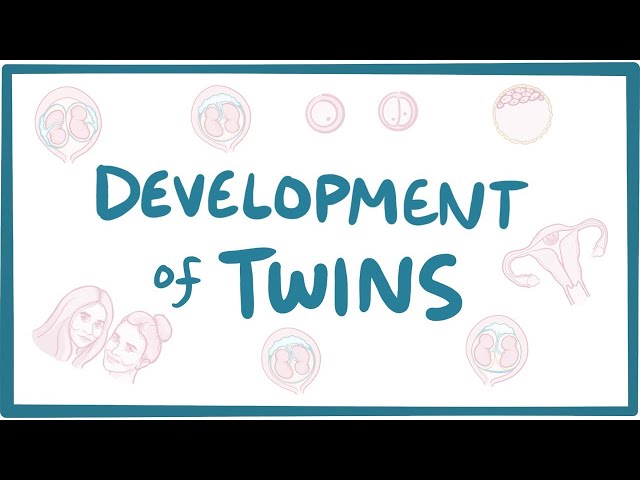 Development of twins class=