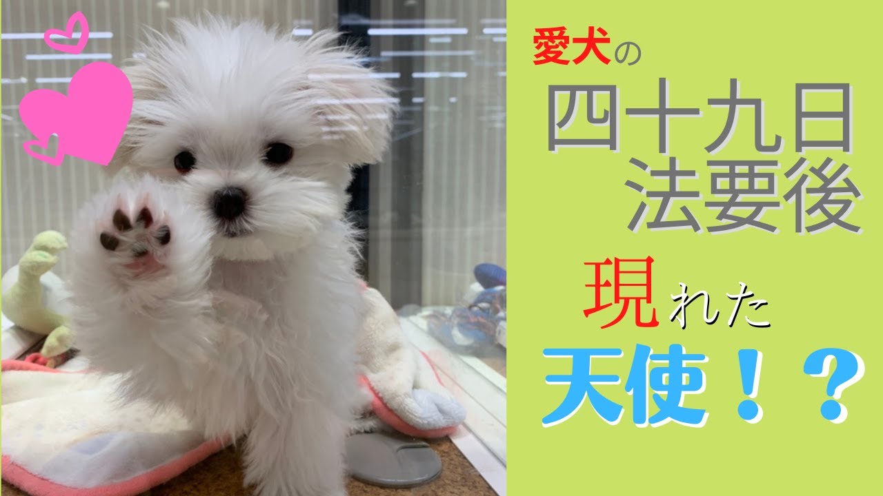 【天使降臨】ペットロスな僕に愛犬がやってきた！【マルチーズ】