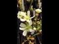 #18 Carniplant - plantas carnívoras - Floración de Dionaea
