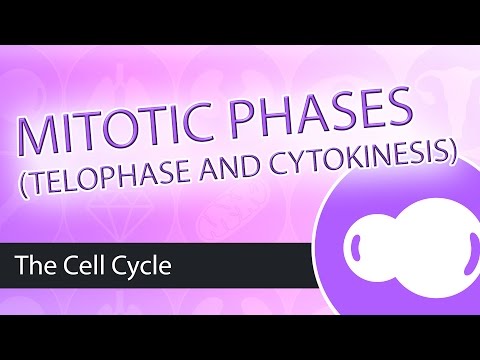 Video: Rozdíl Mezi Telophase A Cytokinesis