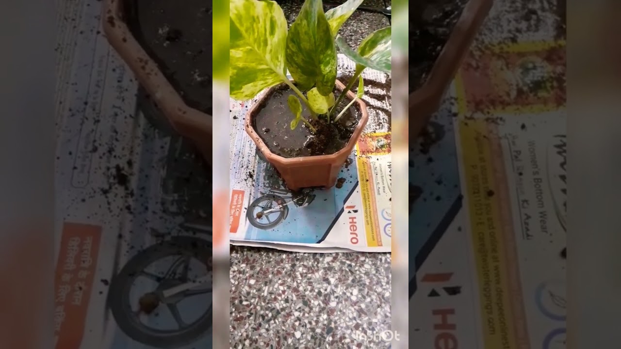 Repotting money plant from water to soil YouTube