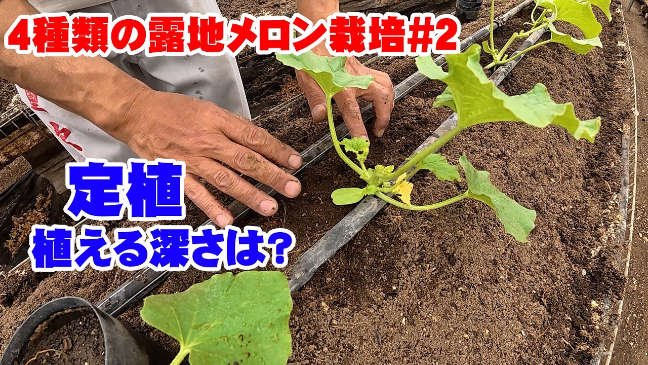 Planting Depth] 4 Types of Open-Field Melon Cultivation 2026 #2