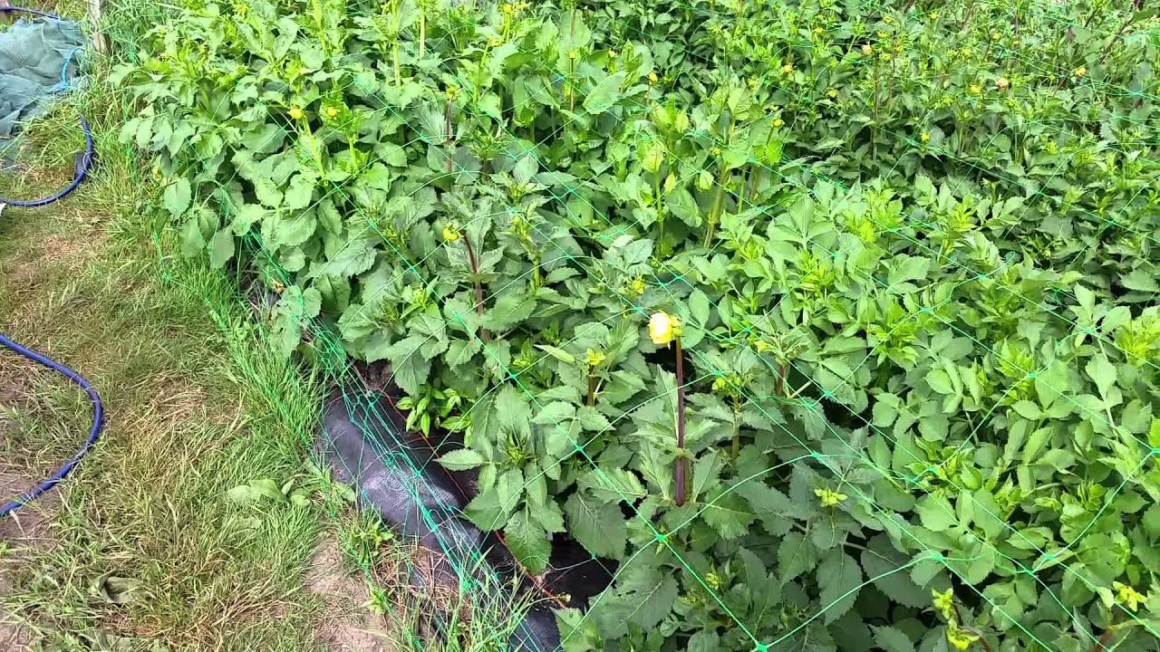 How to grow dahlias part 5 