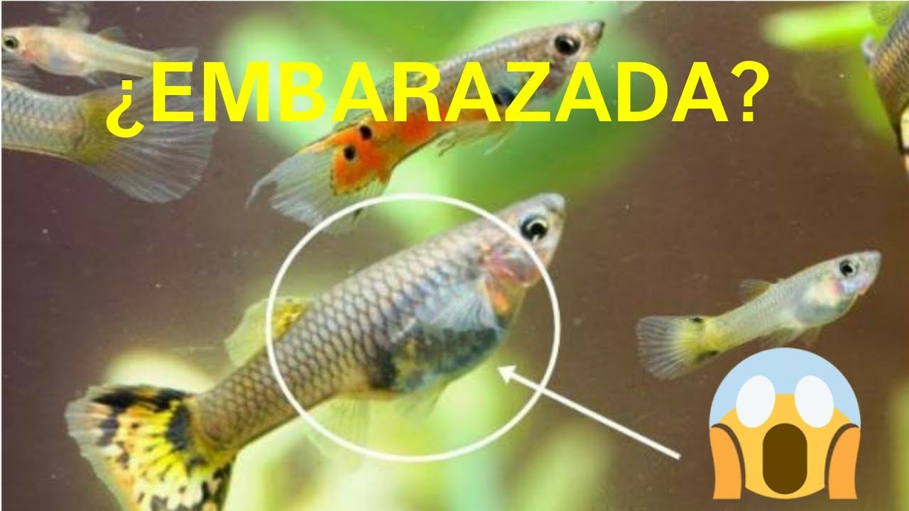 ¿COMO SABER SI MI PEZ GUPPY ESTA EMBARAZADA? - YouTube