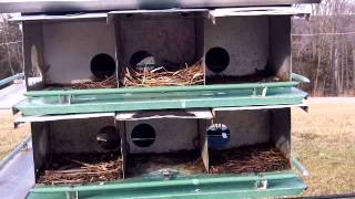 How to make Purple Martin rooms larger, and Why.