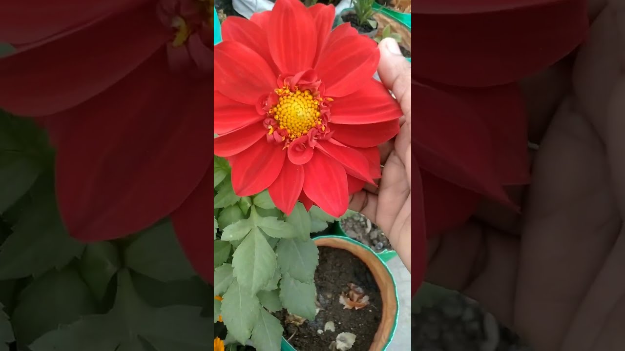 #  फूल जो सर्दी में लगाए जाते हैं😃 # winter flower plant 🌹# आप भी लगाओ# बागवानी सीखे