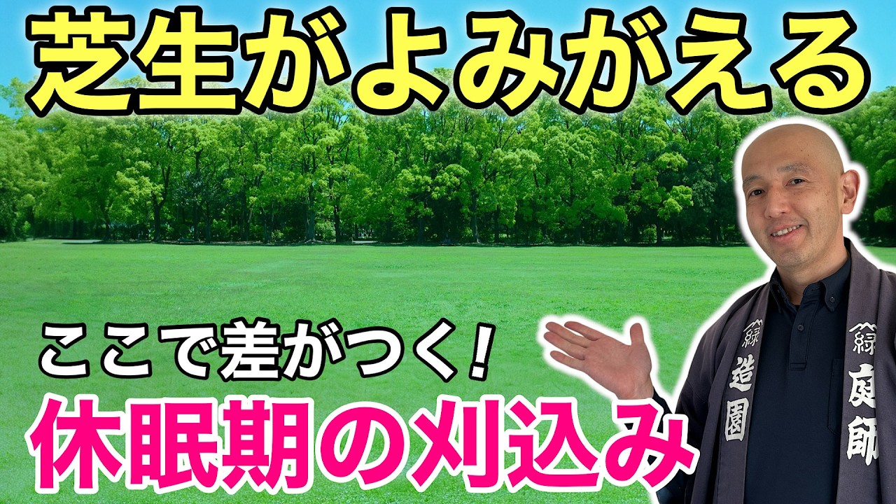 めが先生の手抜き園芸 🎉 12,000 views [1-2cm height and thatch removal] Allow sunlight
