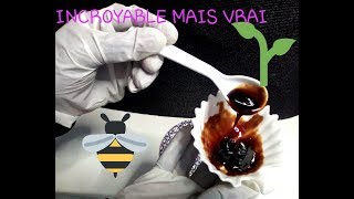 Différence entre la mélasse et la mélasse