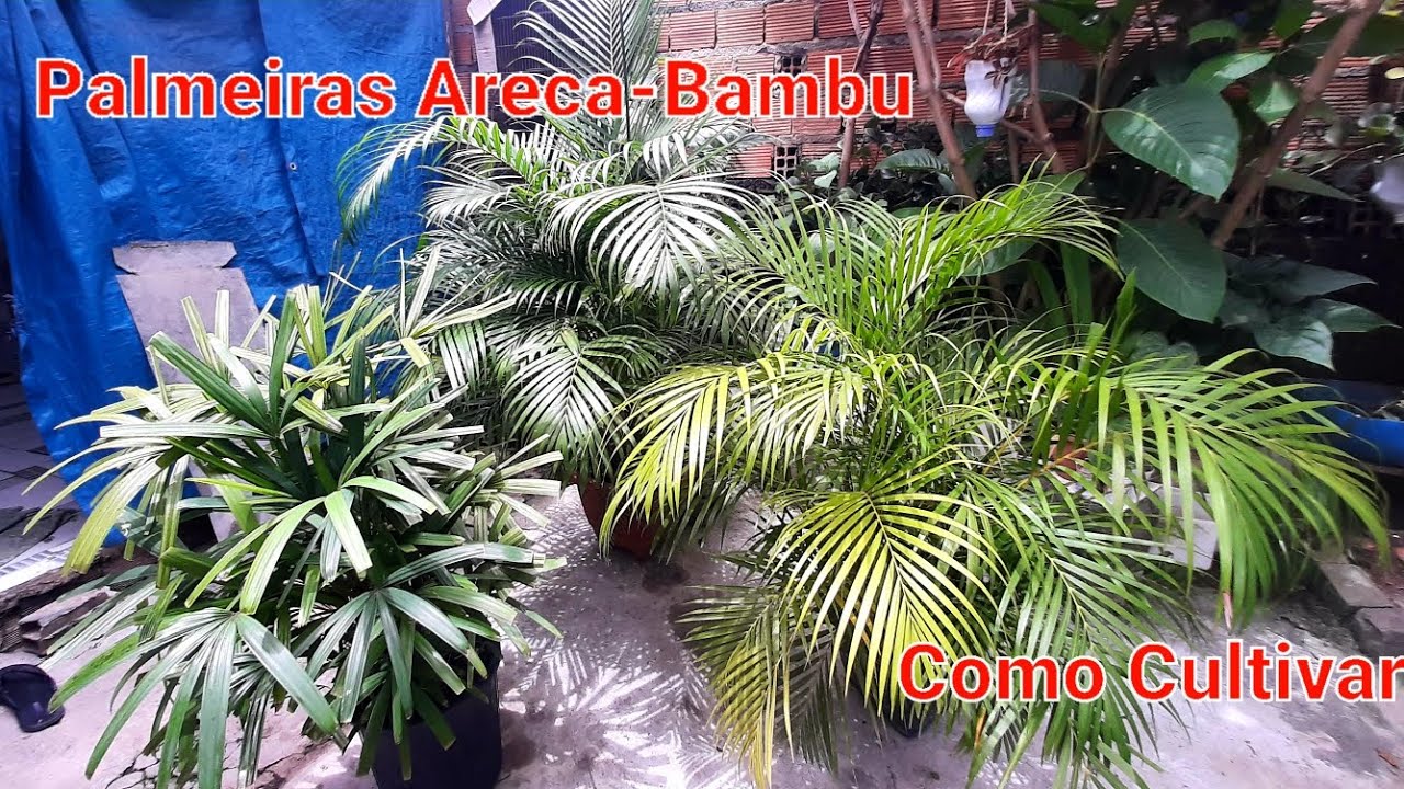 Como Cultivar Palmeiras Areca Bambu e Alguns Tipos de Palmeiras