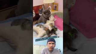 KUCING BERKASIH SAYANG #shortsviral