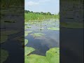মনের সুখে মাছ ধরছিল আর কি হয়ে গেল