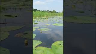 মনের সুখে মাছ ধরছিল আর কি হয়ে গেল