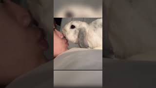 Rabbits Kiss 💋 #rabbit #rabbits #bunny #pets #petcare #petvideos #shorts