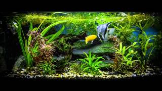 Real Aquarium "Screen-saver" - Panasonic GH3, and RAW filter on smart video layer in Photoshop CC