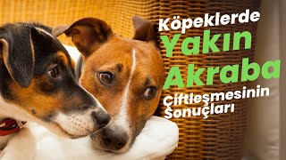 Köpeklerde Yakın Akraba Çiftleşmesinin Sonuçları