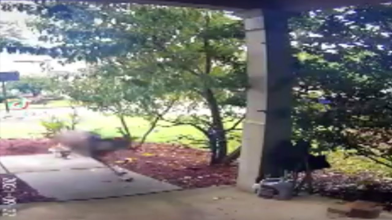 Video shows wild animal ransacking Canton home, all while the family was out