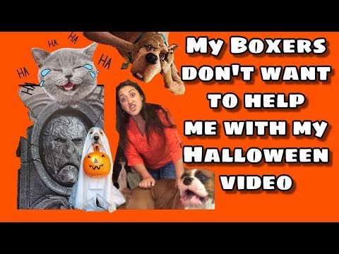 boxer-puppies-scared-of-halloween