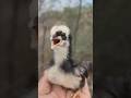 wow cutie colour baby chick sweet sounds 🐥🎵 #chickens #backyardchickens #ytshort