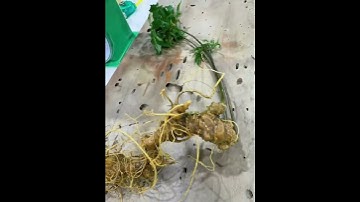 1 củ sâm Ngọc linh rừng Kon Tum cần tìm chủ nhân nặng 1 Lạng 300 gam giá mềm 0377965679