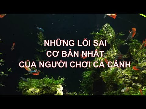 Video: Cách Nuôi Cá Cảnh