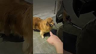 Dog Runs Clever Extortion Scam With Bowl and Car Tires