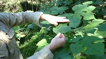 Paper mulberry identification: priority weed of the Far North Coast of NSW